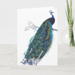 Tarjeta Pavo real azul con las plumas de cola hermosas