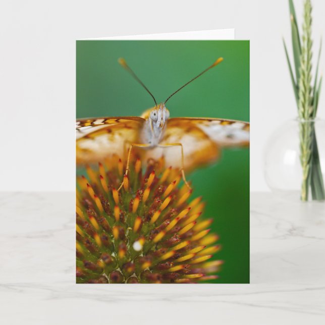 Tarjeta Pavo real blanco (Anverso)