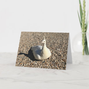 Tarjeta Pavo Real Blanco, Idaho