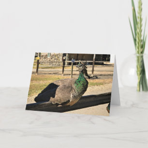 Tarjeta Pavo real en una cerca, Idaho