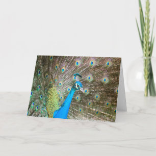 Tarjeta Pavo real masculino con de las plumas el espacio