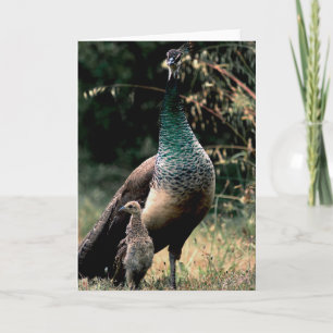 Tarjeta Pavos reales