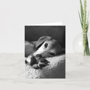Tarjeta Paw Sammy