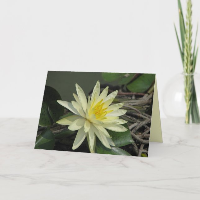 Tarjeta Paz (Anverso)
