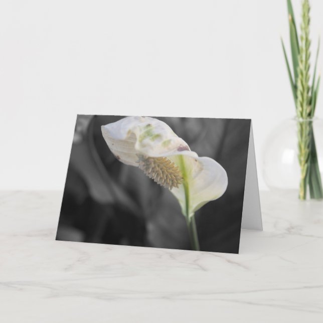 Tarjeta Peace Lily Photo "Happy Birthday!" (Anverso)