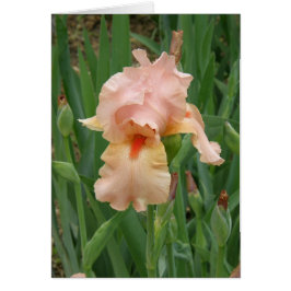tarjeta - Peach Iris