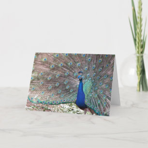 Tarjeta Peacock