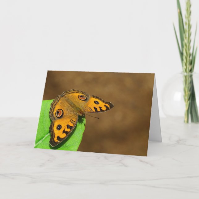Tarjeta Peacock Pansy Butfly (Anverso)