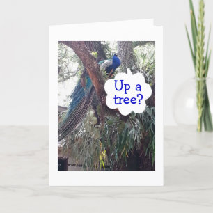 TARJETA PEACOCK PREGUNTA SI ESTÁS LEVANTADO UN ÁRBOL SOBRE