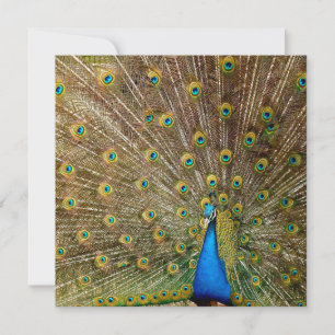 Tarjeta Peacock Tail Feathers