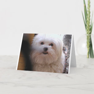 TARJETA PEEWEE