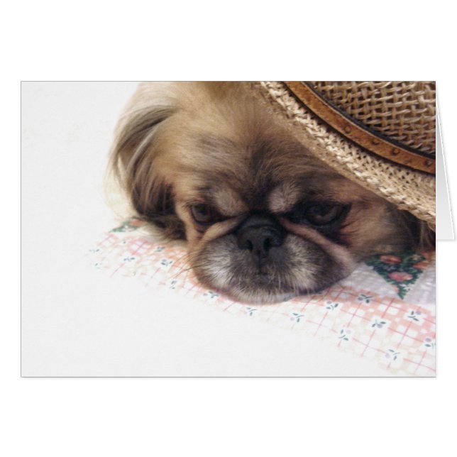 Tarjeta Pekingese (Anverso (Horizontal))