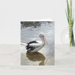Tarjeta Pelican Photograph Greeting para cualquier