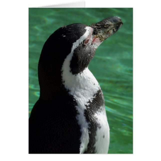 Tarjeta Penguin (Frente)