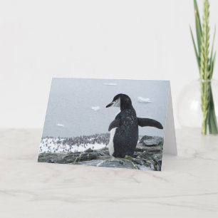 Tarjeta Penguinzilla