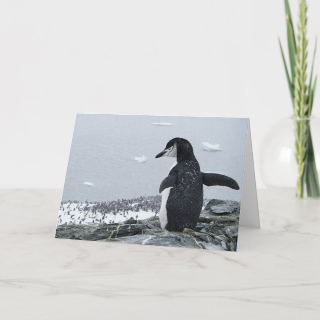 Tarjeta Penguinzilla (Anverso)