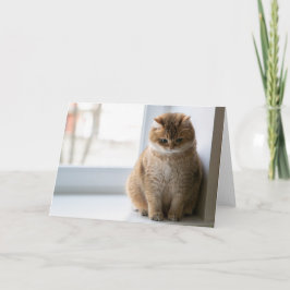 Tarjeta Pensamiento hosico