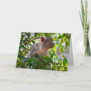 Tarjeta Pensamiento profundo, Kerala, India