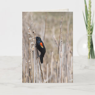 Tarjeta pensando en el pájaro anaranjado sobre la hierba s