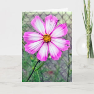 Tarjeta Pensando en la flor cosmoco rosa y blanca