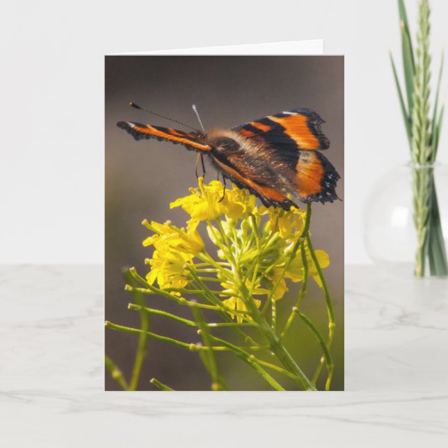 Tarjeta Pensando en la mariposa del infierno de Tortoisesh (Anverso)