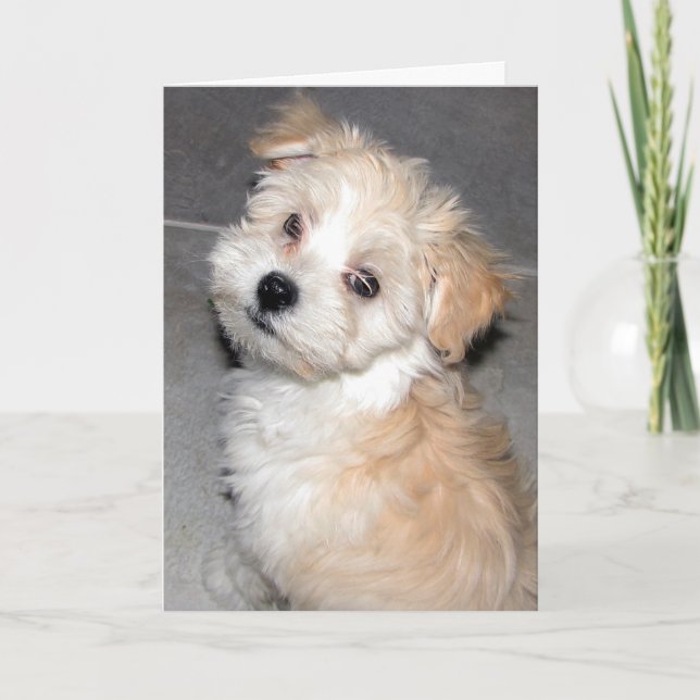 Tarjeta Pensando en ti - cachorro de rescate de La Habana (Anverso)