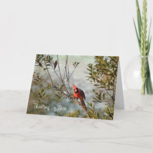 Tarjeta Pensando en ti - Cardenal del Norte en Wax Myrtle