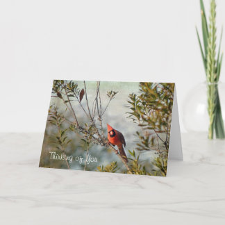 Tarjeta Pensando en ti - Cardenal del Norte en Wax Myrtle