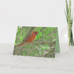 Tarjeta Pensando en Ti   Cardenal Posado en Rama de Árbol 