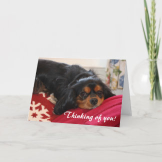 Tarjeta Pensando en ti Cavalier King Charles Spaniel