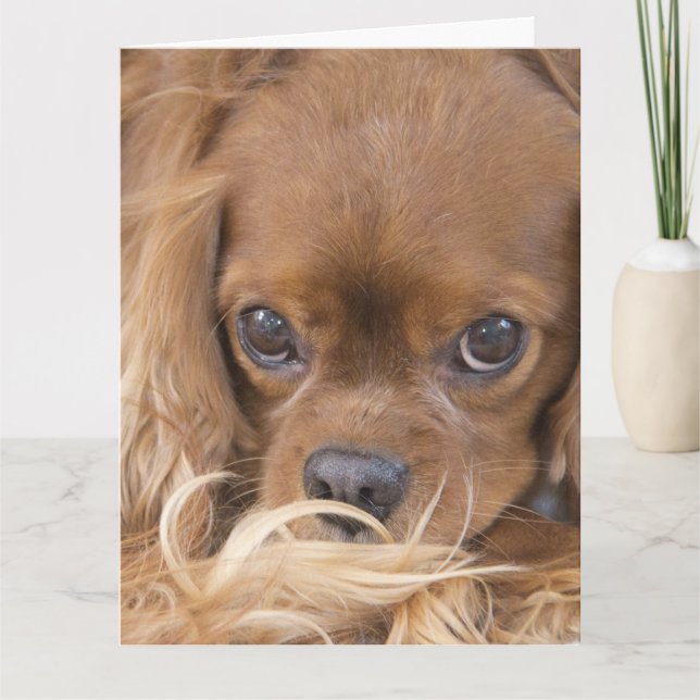 Tarjeta Pensando en ti Cavalier King Charles Spaniel rubí (Anverso)
