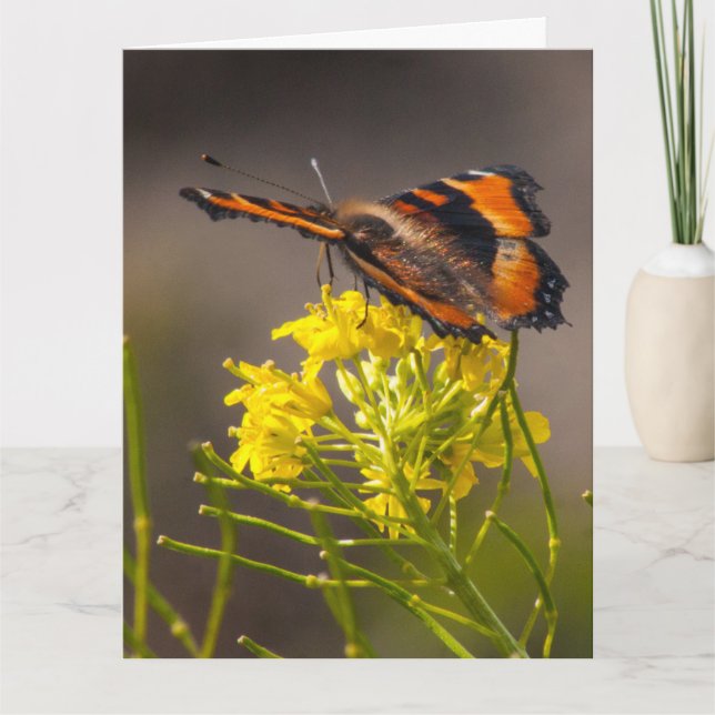 Tarjeta Pensando en ti mariposa de Tortoiseshell de Milber (Anverso)