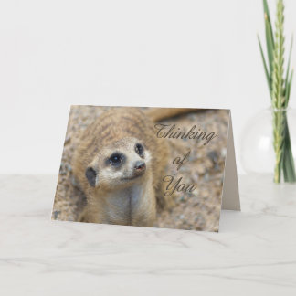 Tarjeta Pensando En Usted Meerkat