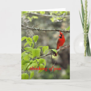 Tarjeta pensar en usted/ cardenal
