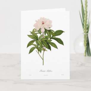Tarjeta Peonia albiflora