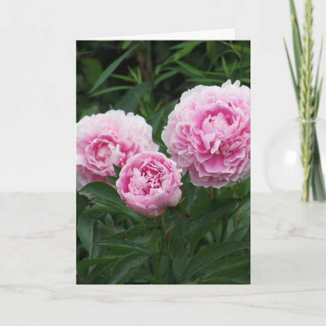 Tarjeta Peonies rosados, cumpleaños (Anverso)