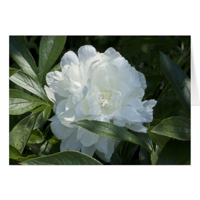 Tarjeta Peony (Anverso (Horizontal))