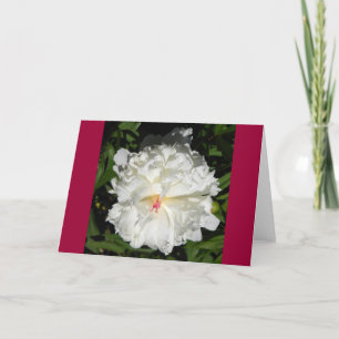 Tarjeta peony Close Paeonia lactiflora