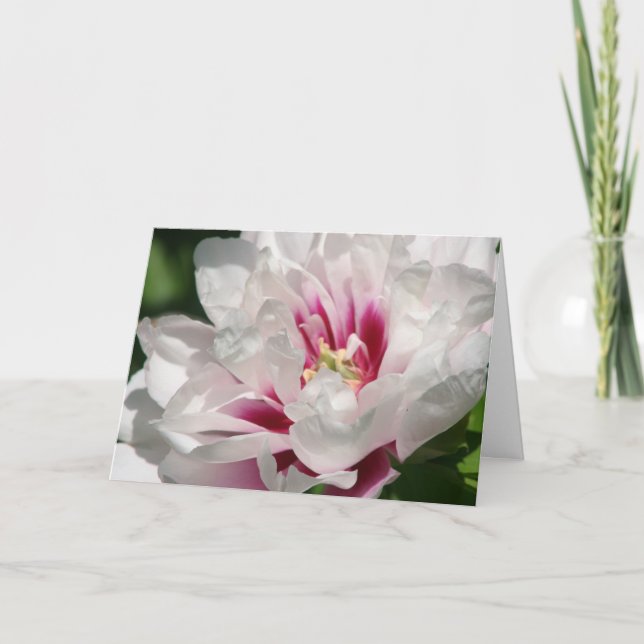 Tarjeta Peony "Cora Louise " de Itoh (Anverso)