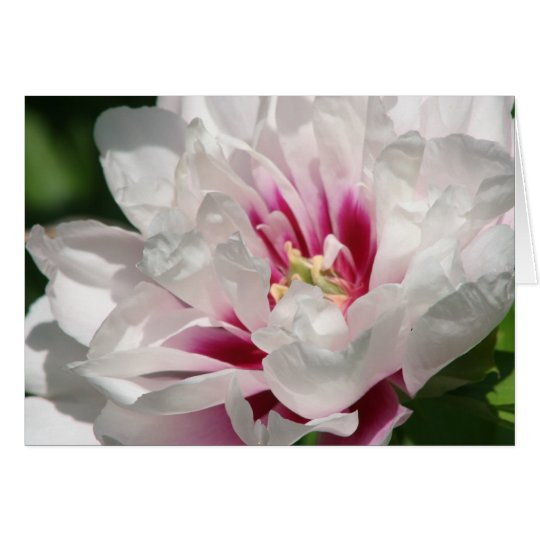 Tarjeta Peony "Cora Louise " de Itoh