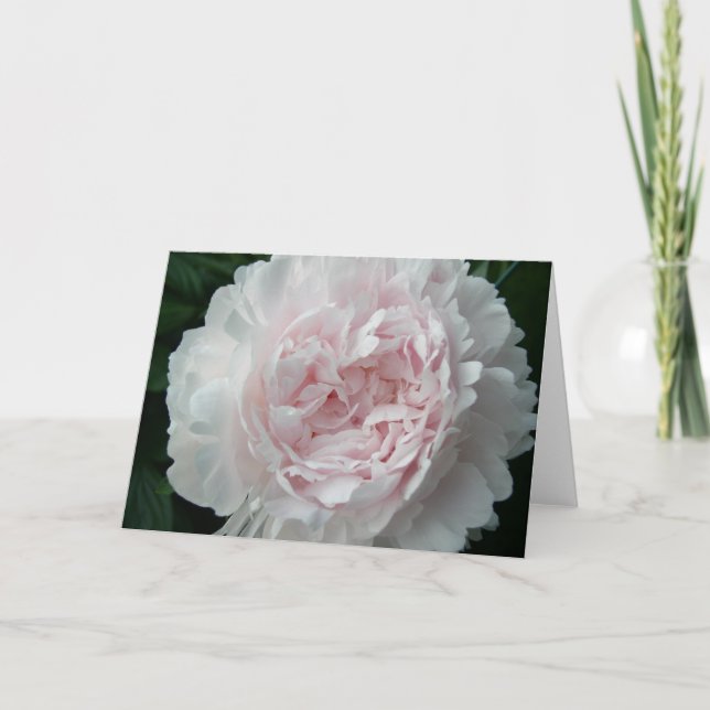 Tarjeta Peony rosado bonito (Anverso)