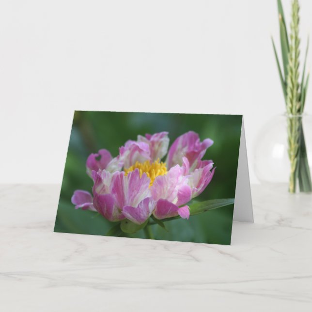 Tarjeta Peony "Spritzer rosado " (Anverso)
