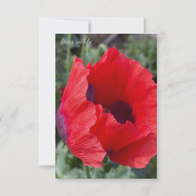 Tarjeta Pequeña Adormidera de Opio Rojo y Morado (Anverso)