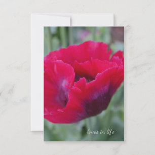 Tarjeta Pequeña Adormidera rosa