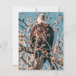 Tarjeta Pequeña Águila calva americana