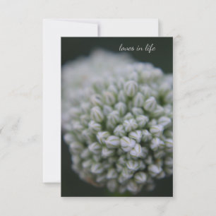 Tarjeta Pequeña Allium blanco