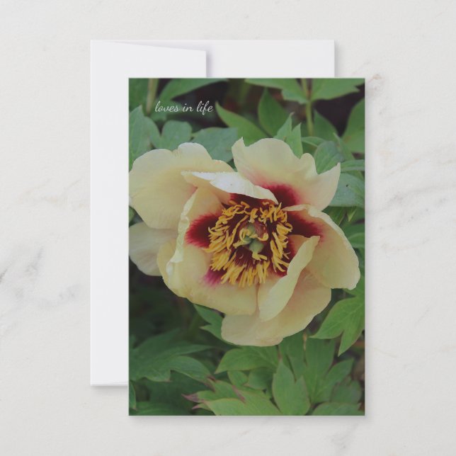 Tarjeta Pequeña Amarillo crema encantadora (Anverso)
