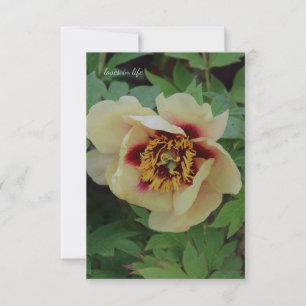 Tarjeta Pequeña Amarillo crema encantadora