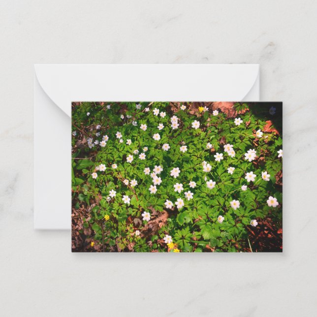 Tarjeta Pequeña Anémona de bosque, bonita flor blanca de primavera (Anverso)