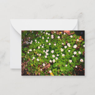 Tarjeta Pequeña Anémona de bosque, hermosa flor blanca de primaver
